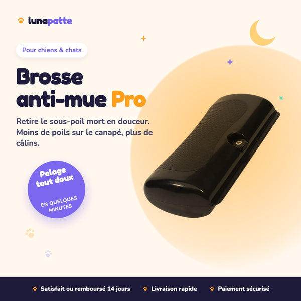 Brosse anti-mue Pro
